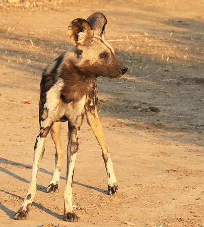 Mana Pools National Park