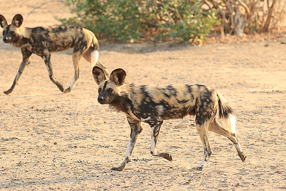 Mana Pools National Park