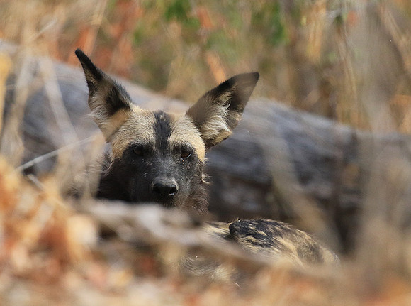 Mana Pools National Park