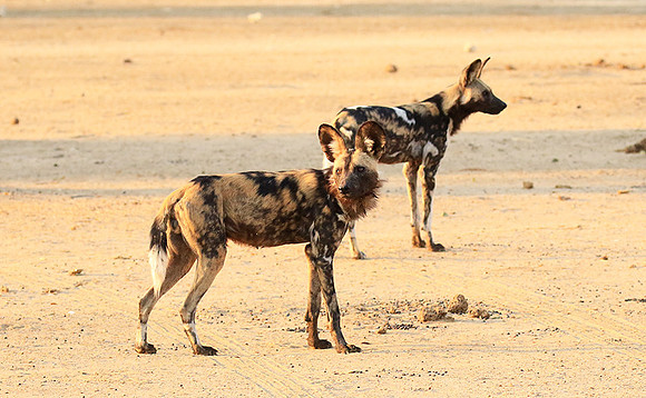 Mana Pools National Park