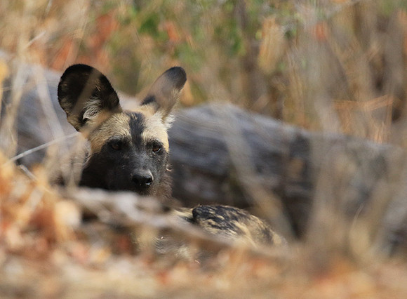 Mana Pools National Park