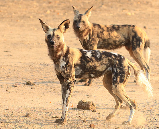 Mana Pools National Park