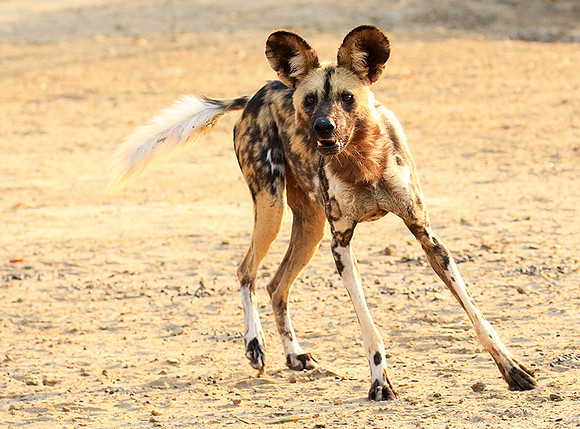 Mana Pools National Park
