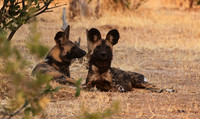 Tembo Plains