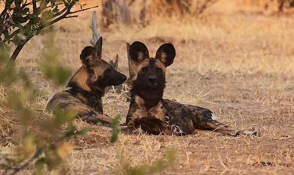 Tembo Plains