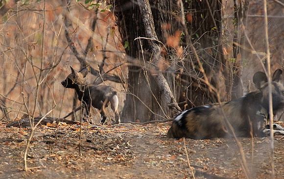 Mana Pools National Park