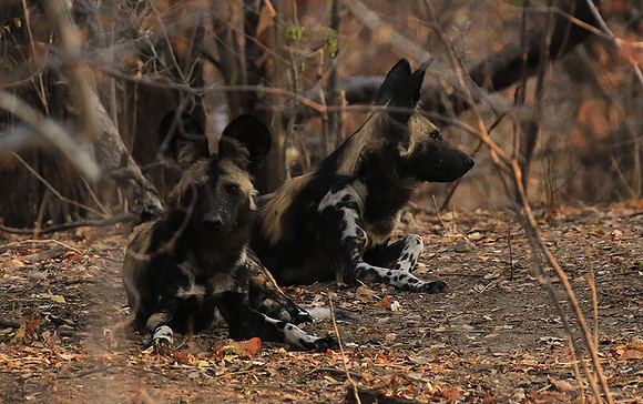 Mana Pools National Park