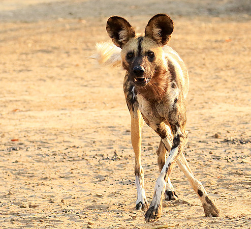 Mana Pools National Park