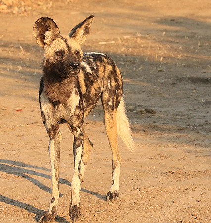 Mana Pools National Park