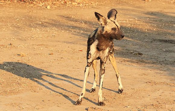 Mana Pools National Park