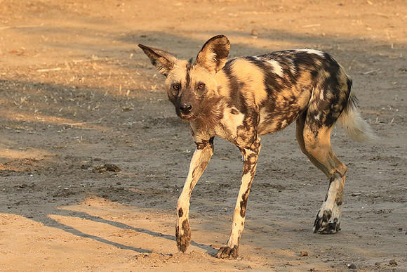 Mana Pools National Park