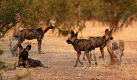Tembo Plains