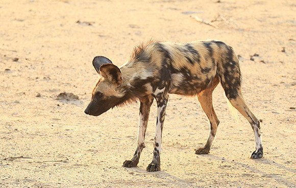 Mana Pools National Park