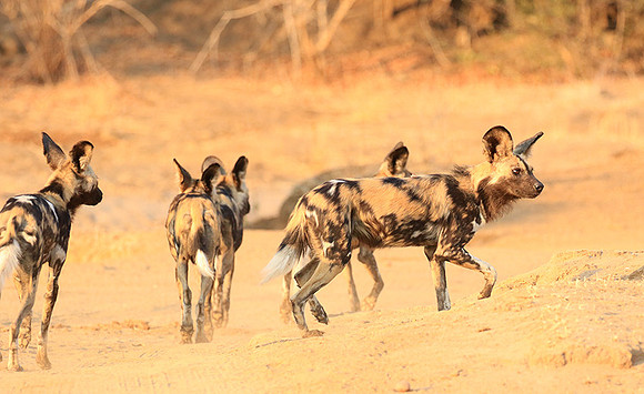 Mana Pools National Park