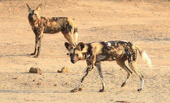 Mana Pools National Park