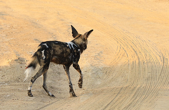 Mana Pools National Park