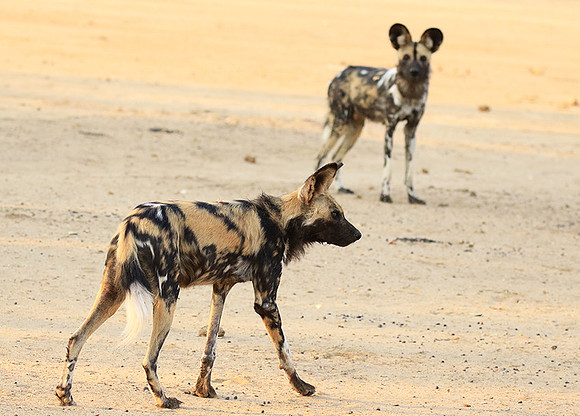 Mana Pools National Park