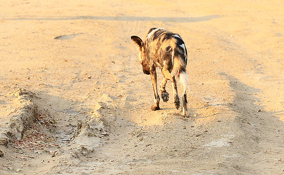 Mana Pools National Park