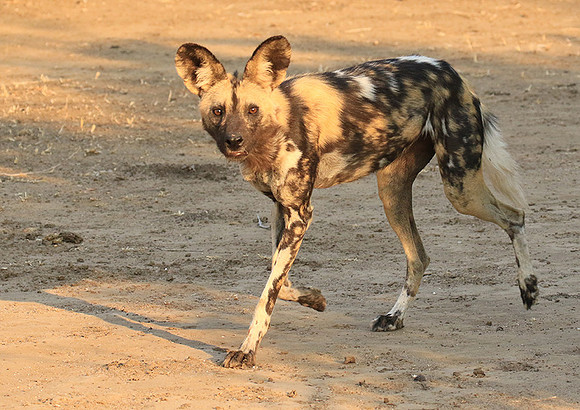 Mana Pools National Park