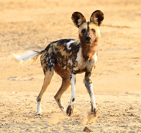Mana Pools National Park