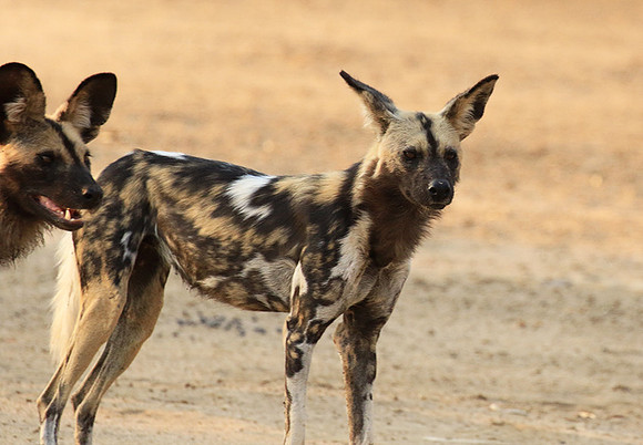 Mana Pools National Park