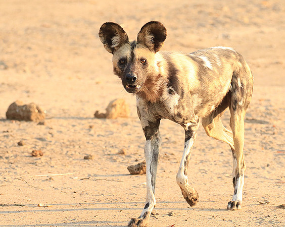 Mana Pools National Park