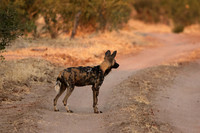 Tembo Plains