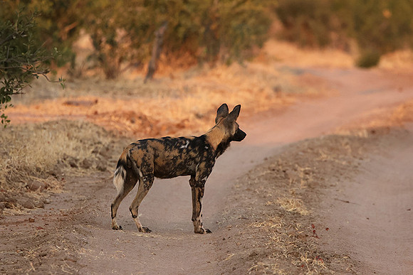 Tembo Plains