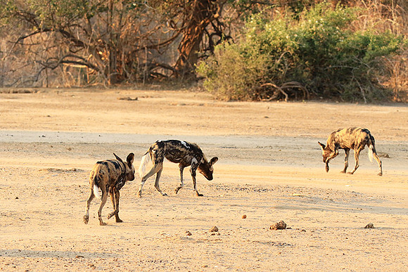 Mana Pools National Park
