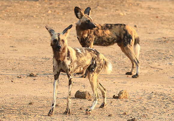 Mana Pools National Park