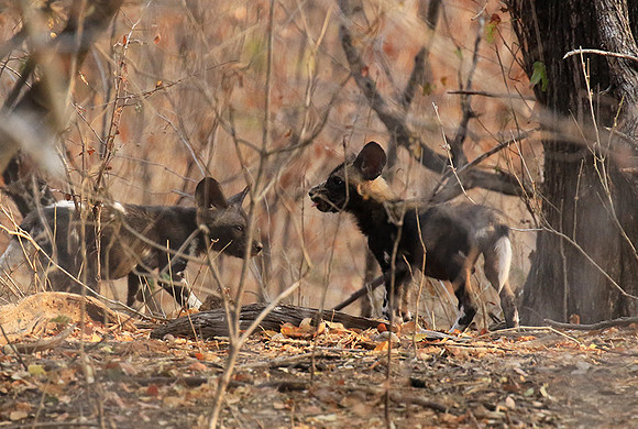 Mana Pools National Park