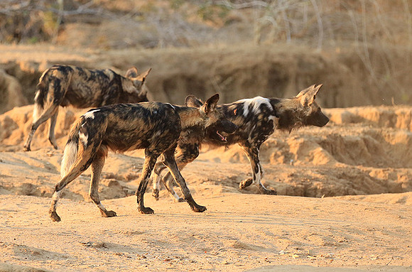 Mana Pools National Park