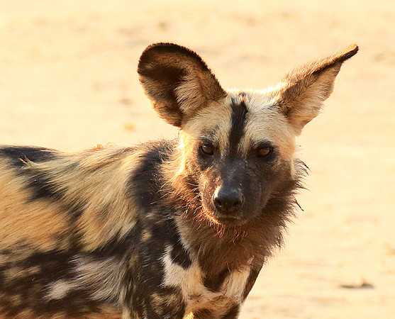 Mana Pools National Park