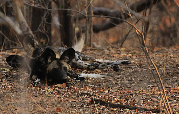 Mana Pools National Park