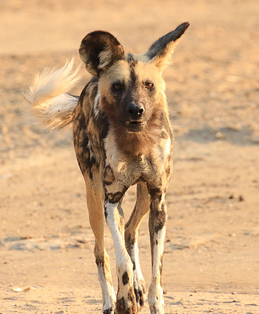 Mana Pools National Park
