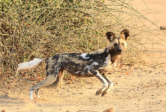 Mana Pools National Park