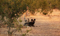 Tembo Plains