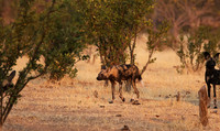 Tembo Plains