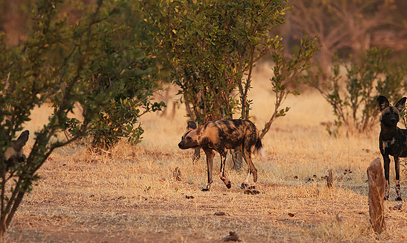 Tembo Plains