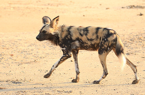Mana Pools National Park