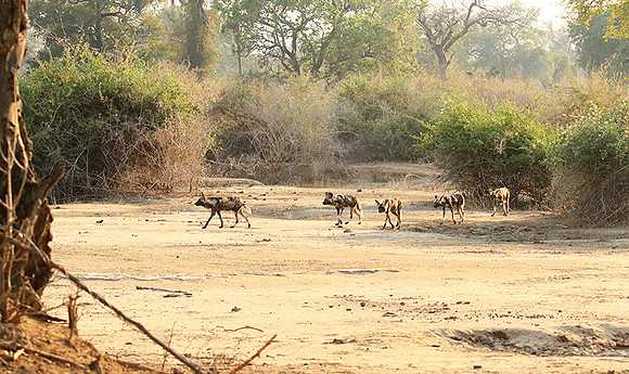 Mana Pools National Park