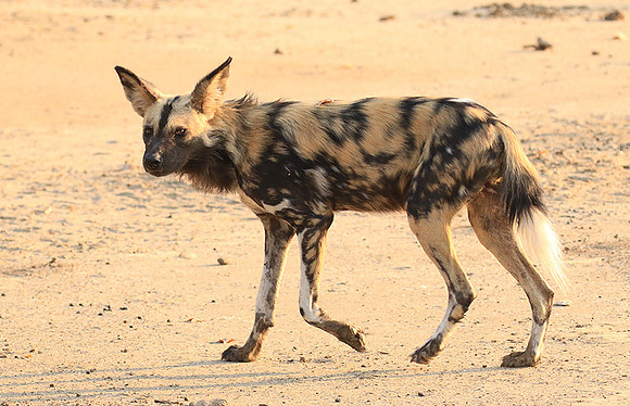 Mana Pools National Park