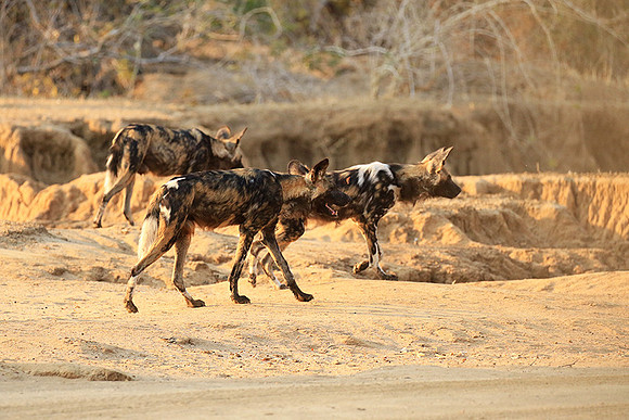 Mana Pools National Park
