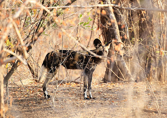 Mana Pools National Park