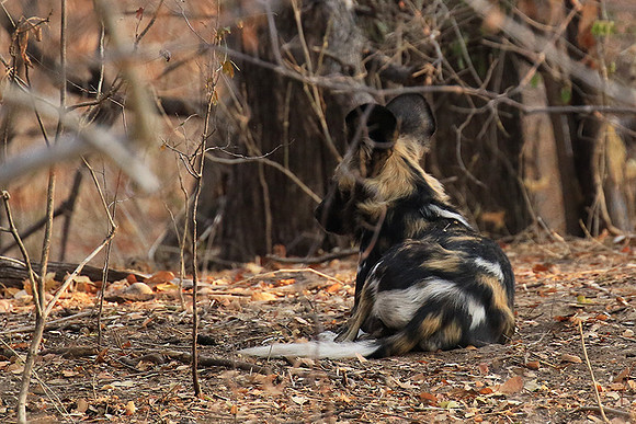 Mana Pools National Park