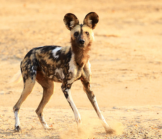 Mana Pools National Park