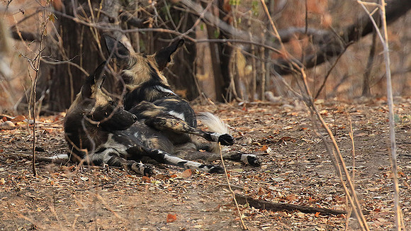 Mana Pools National Park
