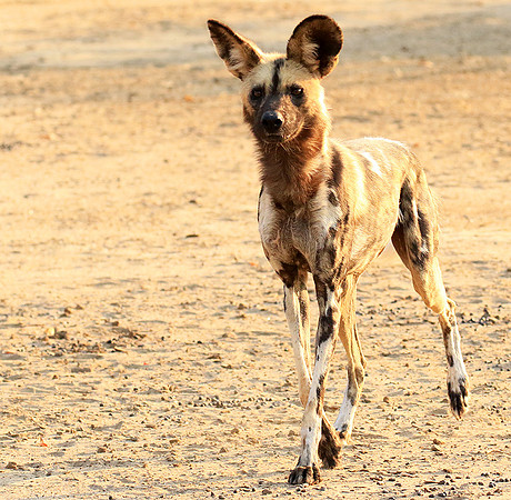 Mana Pools National Park