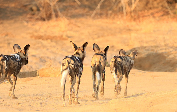 Mana Pools National Park