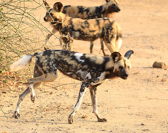 Mana Pools National Park